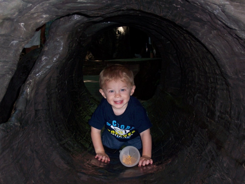 Crawling through the log