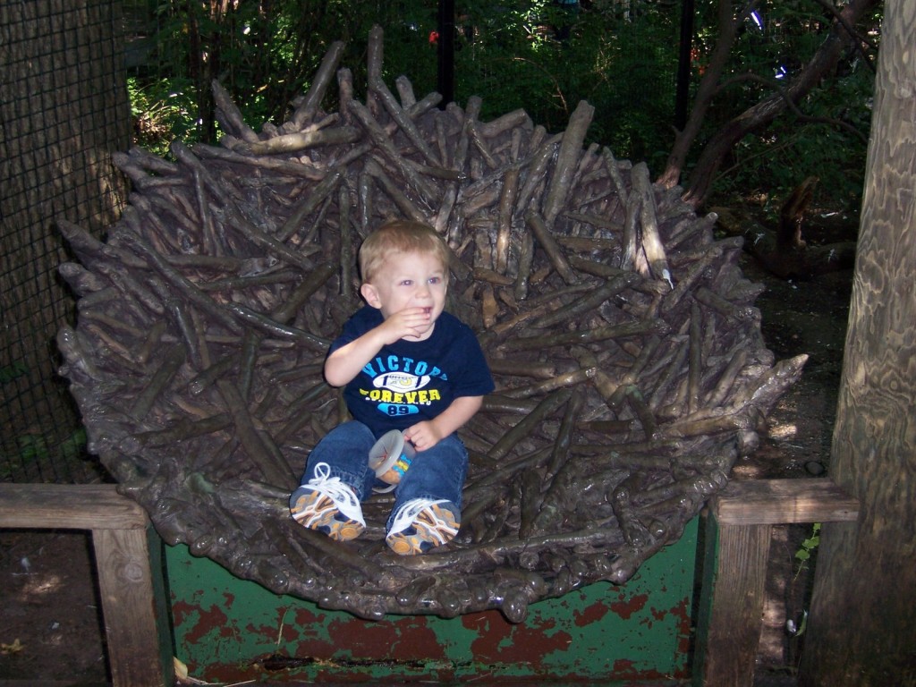 Jack snacking in the bird nest